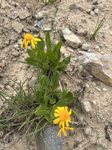 Dikbladige kruiskruid (Senecio crassulus)