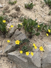 Potentilla diversifolia