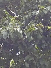 Ehretia latifolia
