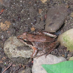 Rana japonica