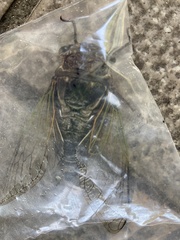 Cryptotympana facialis