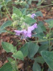 Mirabilis comata