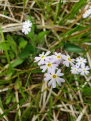 Primula mistassinica