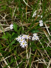 Primula mistassinica