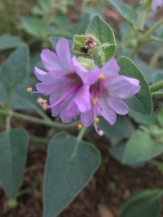 Mirabilis comata