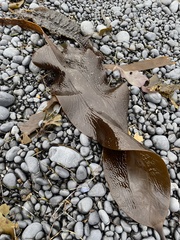 Pleurophycus gardneri