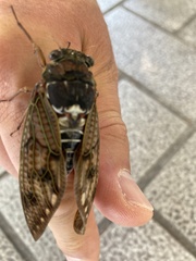 Graptopsaltria nigrofuscata