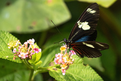 Heliconius doris doris