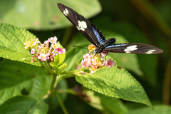 Heliconius doris doris
