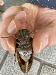 Graptopsaltria nigrofuscata