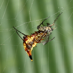 Micrathena acuta