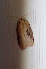 Acleris macdunnoughi