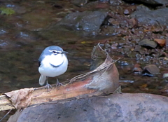 Motacilla clara