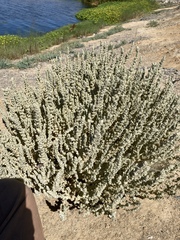 Atriplex coronata coronata