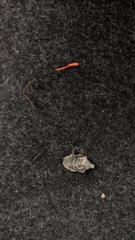 Ophiocordyceps nutans