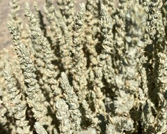 Atriplex coronata coronata