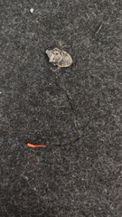 Ophiocordyceps nutans