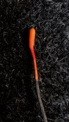 Ophiocordyceps nutans