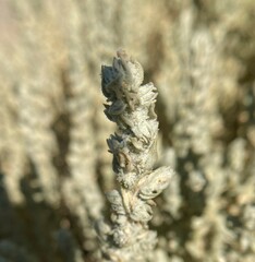 Atriplex coronata coronata