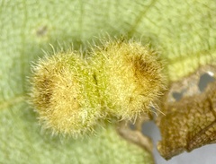 Caryomyia antennata