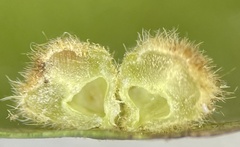 Caryomyia antennata