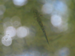 Ambystoma talpoideum