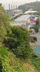 Chamaemeles coriacea