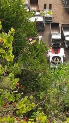 Chamaemeles coriacea