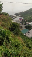 Chamaemeles coriacea