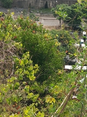 Chamaemeles coriacea