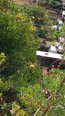 Chamaemeles coriacea