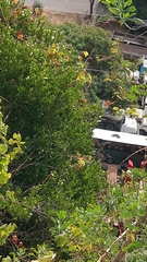 Chamaemeles coriacea