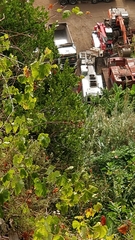 Chamaemeles coriacea