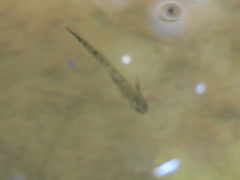 Ambystoma talpoideum