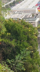 Chamaemeles coriacea