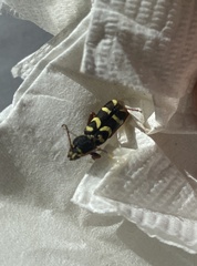 Clytus planifrons