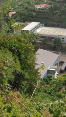 Chamaemeles coriacea