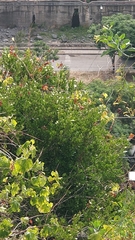 Chamaemeles coriacea