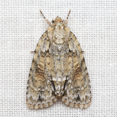 Acronicta exilis