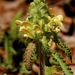 Canadian Lousewort - Photo (c) Dan Mullen, some rights reserved (CC BY-NC-ND)