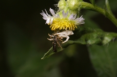 Thomisidae