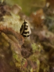 Engina mendicaria