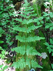 Dryopteris × uliginosa
