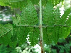 Dryopteris × uliginosa