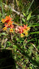 Asclepias lanceolata image