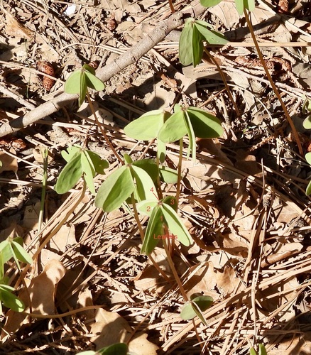Image of Oxalis caerulea by (c) Bob Nieman, some rights reserved (CC BY)