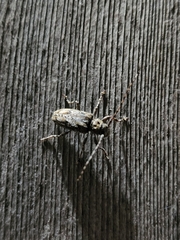 Aegomorphus modestus