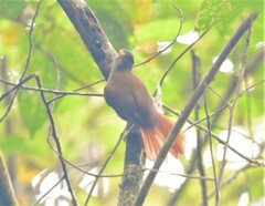 Anabacerthia variegaticeps