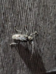 Aegomorphus modestus