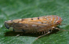 Osbornellus rotundus